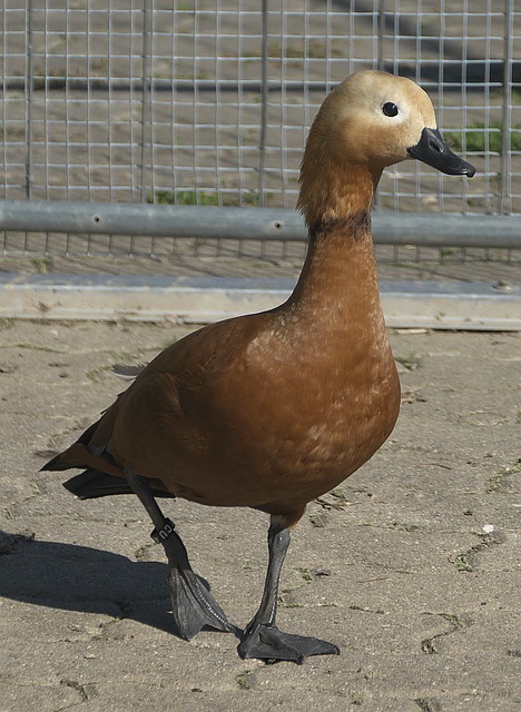 历史交锋
